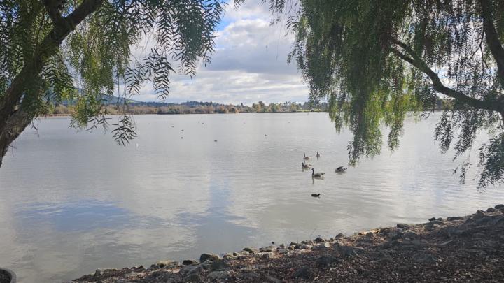 A Peaceful Holiday Walk around the Lake