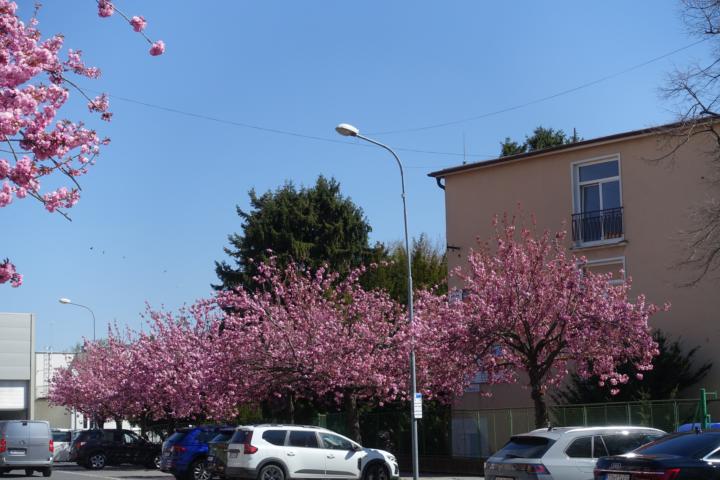 Sakura trees