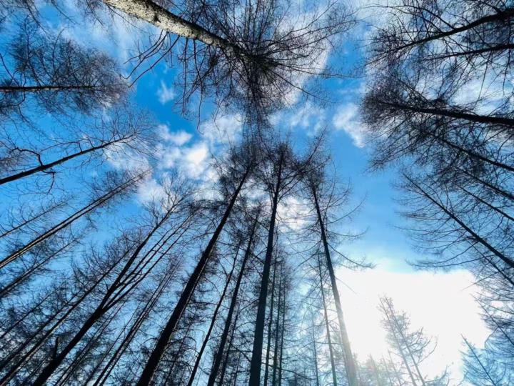 Sky or tree