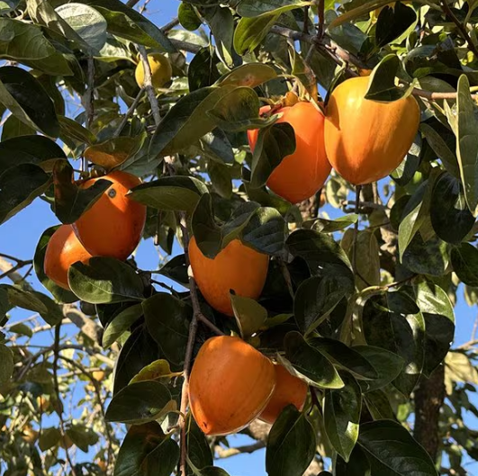  bran muffins, coffee, and some soothing pastoral imag....