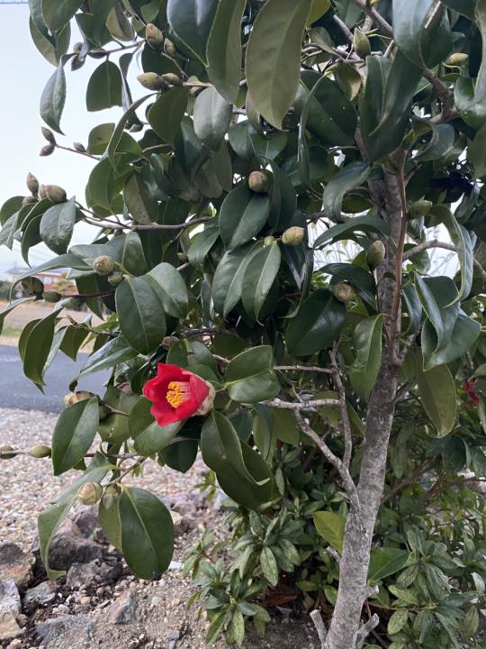 1st Camellia flower 