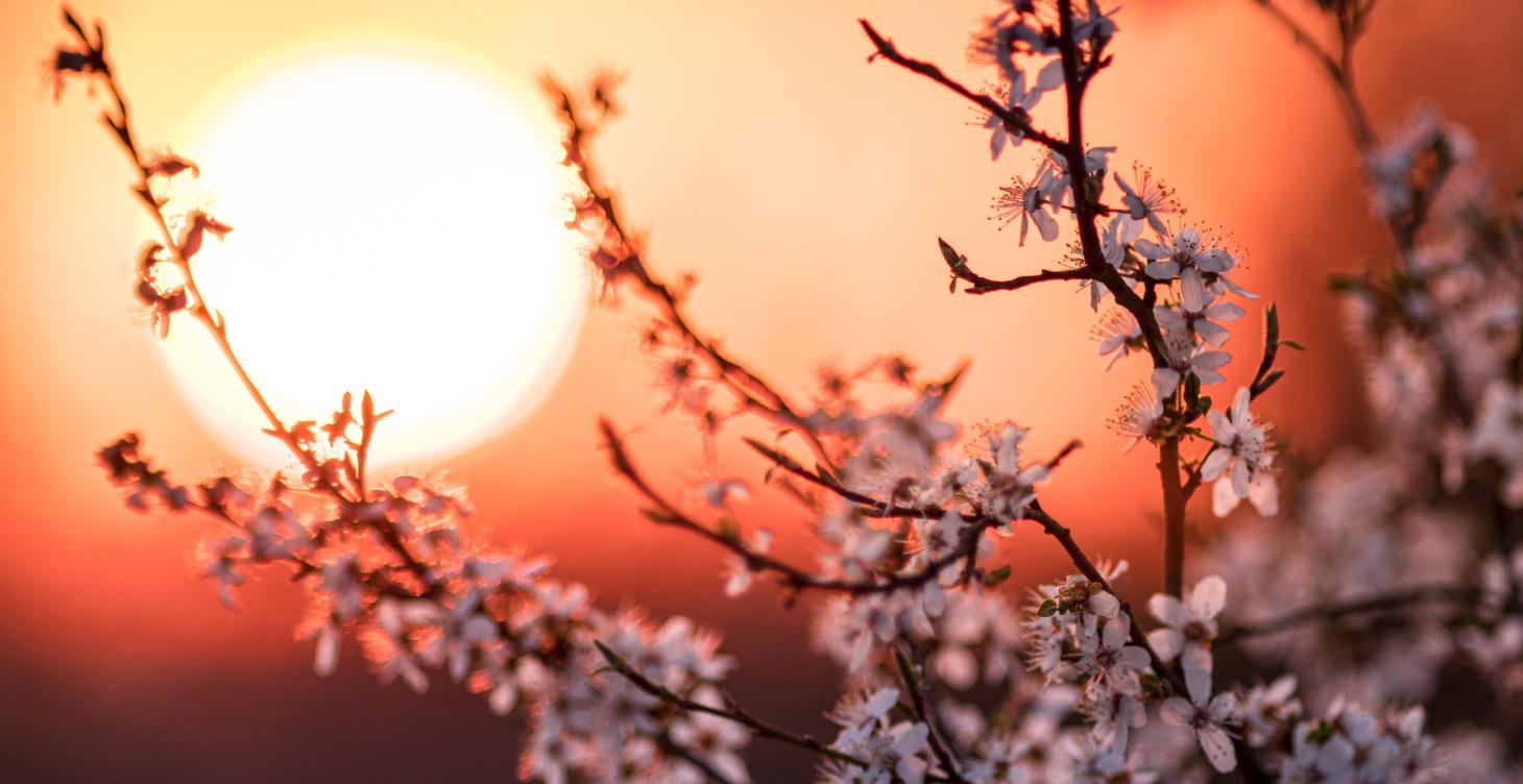 Spring Equinox - Tis the Liver Season