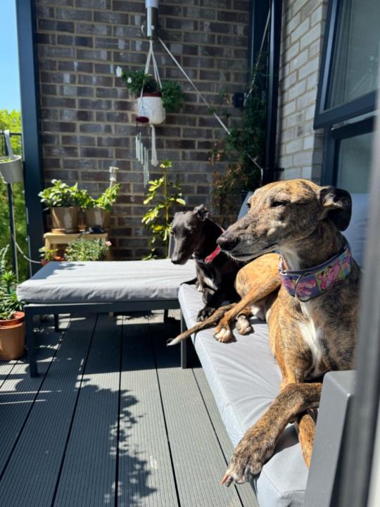 Pablo Gonzalez Cortes