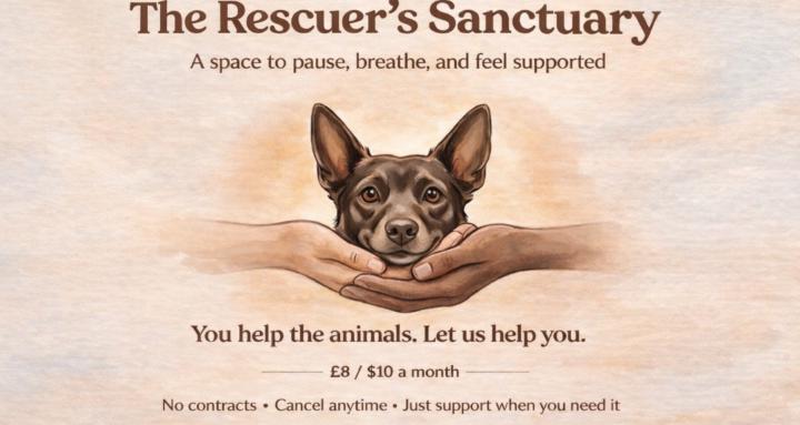 The Rescuers Sanctuary 