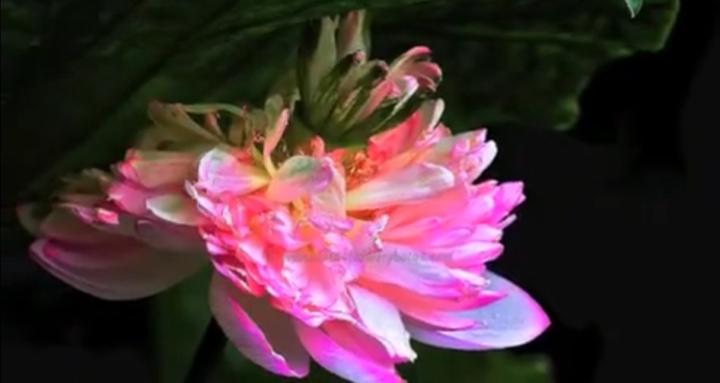 CONSCIOUS  ALIGNMENT 