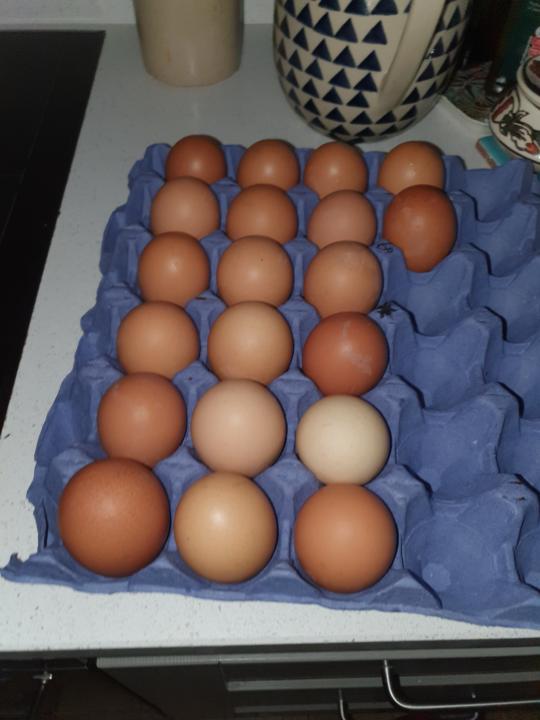 15 eggs before bed 🦍