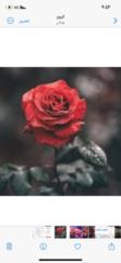 Amjad A