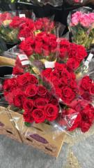 Rose Matta