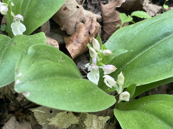 Showy Orchid