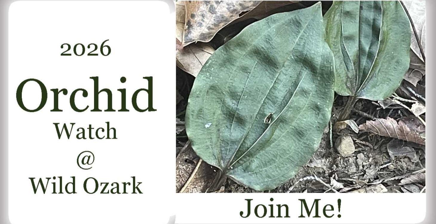 2026 Orchid Watch