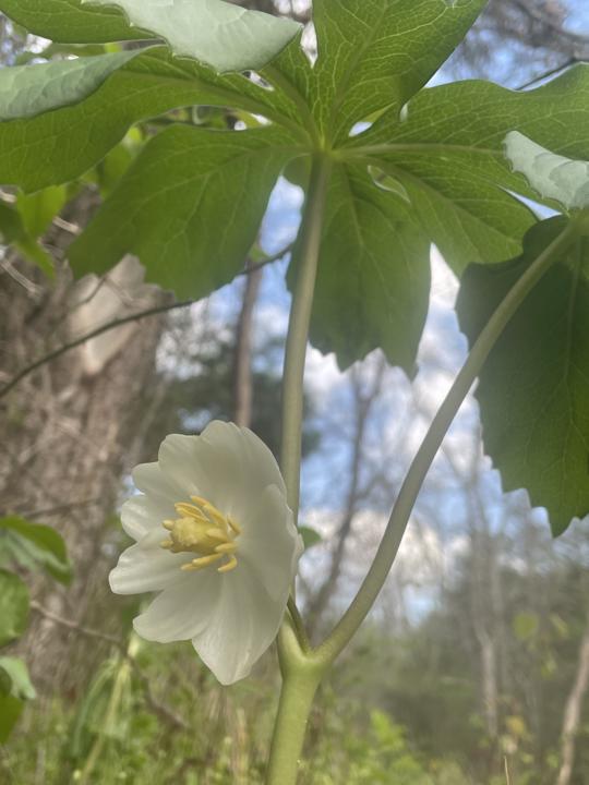 A correction on Mayapple