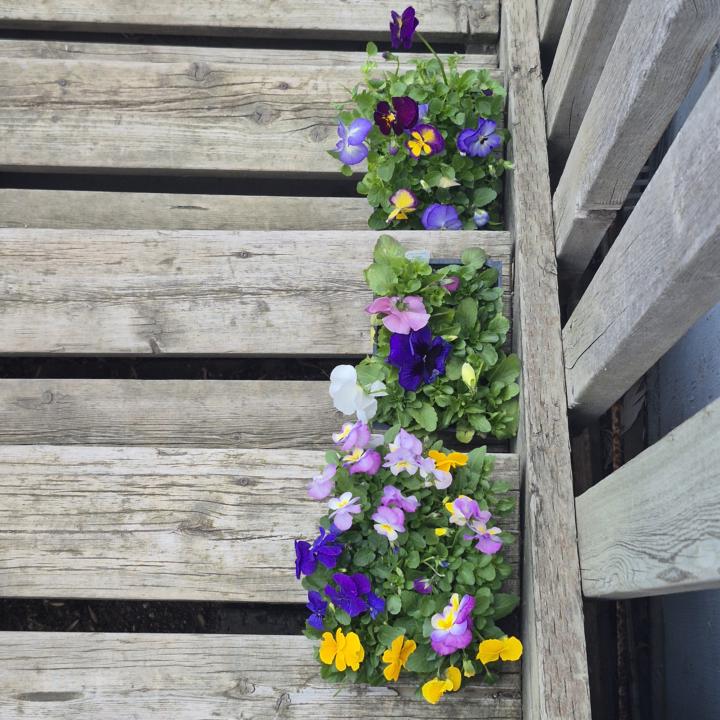 Pansies!