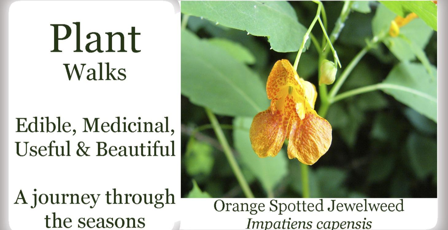 Herb Walks/Plant Walks