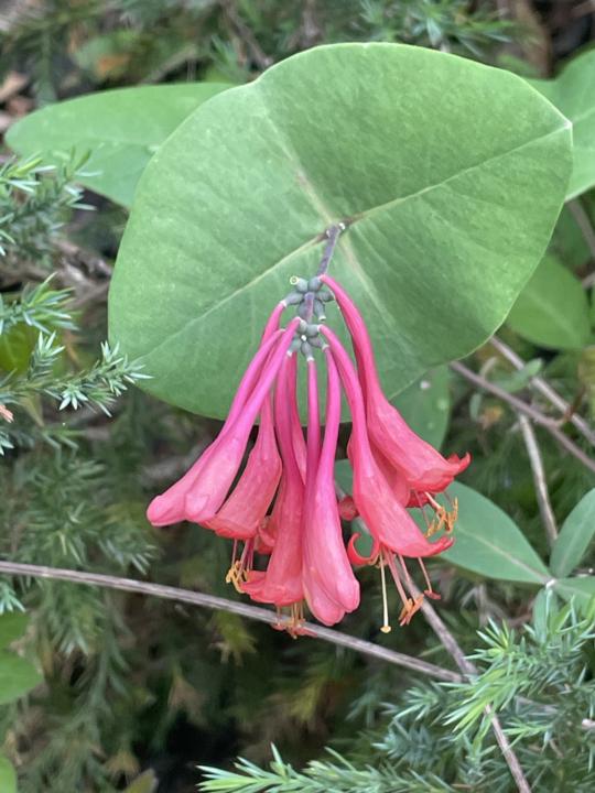 Native Honeysuckles