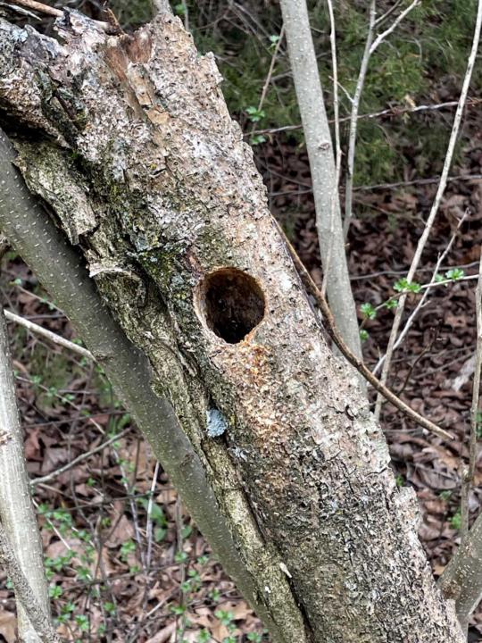 Woodpecker Holes