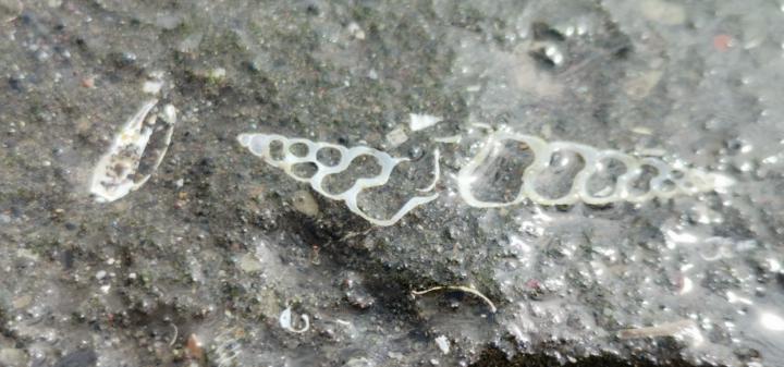 Marcela Contardo Berríos