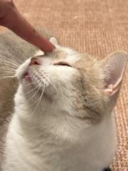 勻曦 吳