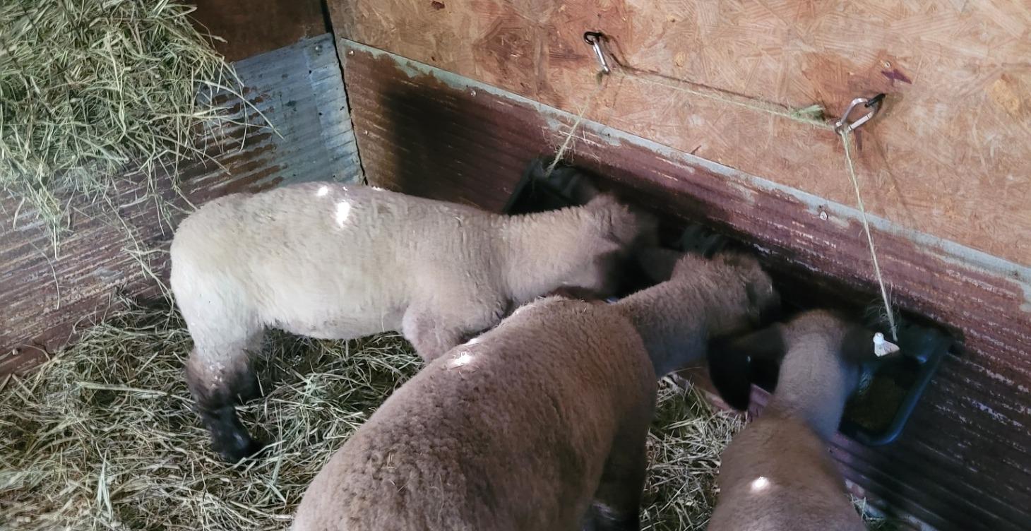 The basic needs of sheep