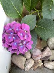 Holle Linde Marten