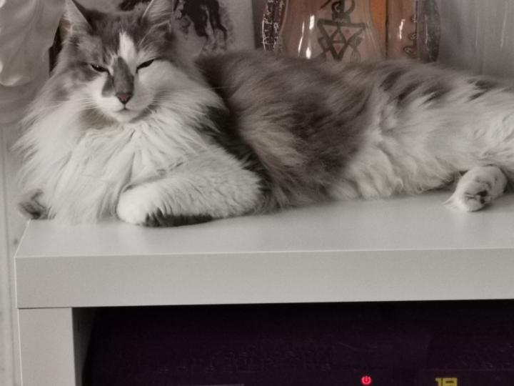 Zineb Bahhous