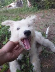 Apollo Joven Estrabela