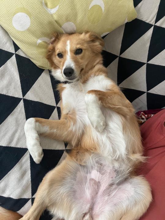 Fani Fani