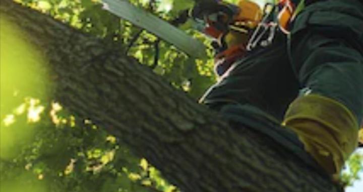 Cut Above Tree Guide