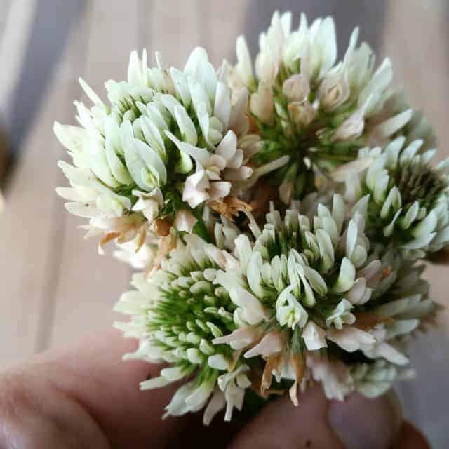 White Clover Blossom Tea