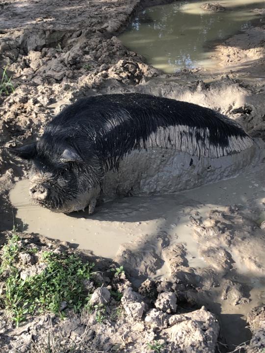   ☀️🐷 Beating the Texas heat… one mud bath at a time! 💦