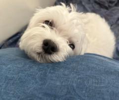 Maria Eleni Christofi