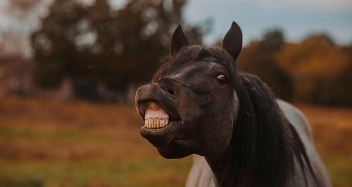 Meaghan’s basic equine care
