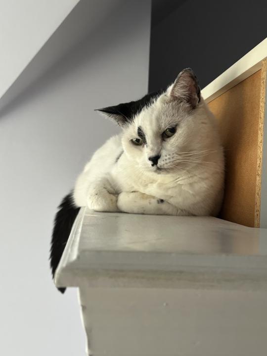 Here are my fur babies!