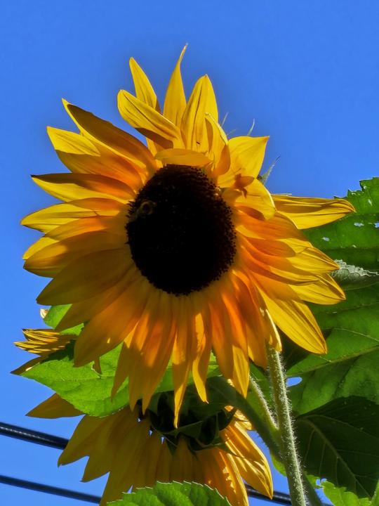 Flowers to Brighten Your Day!