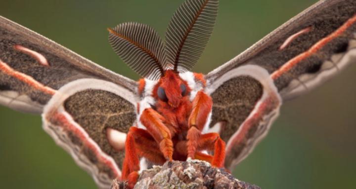 Giant Moths for Mental Health