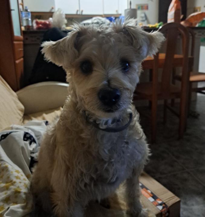 Amalia Fernández Tomé