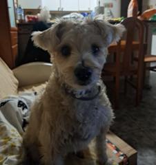 Amalia Fernández Tomé