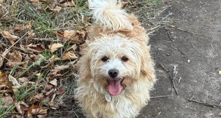 Tina’s Furry Friends