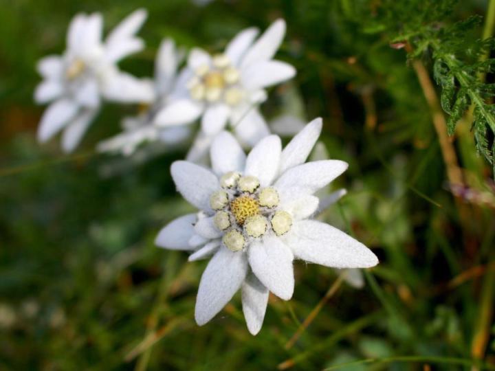 Edelweiss Ge