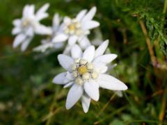 Edelweiss Ge