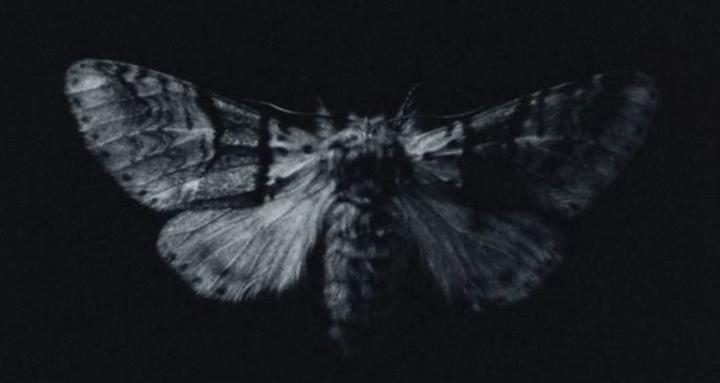 Metamorphosis 16-Week