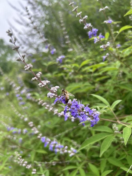 Nature Walk Finds 