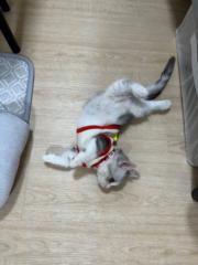 尹君 王