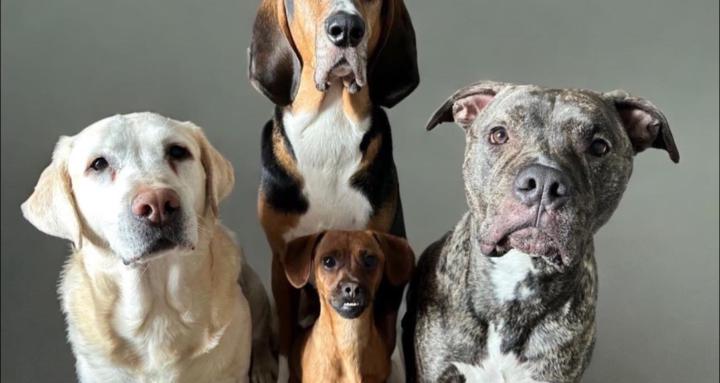 Animal Allies