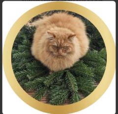 Monika Leschhorn-Becker