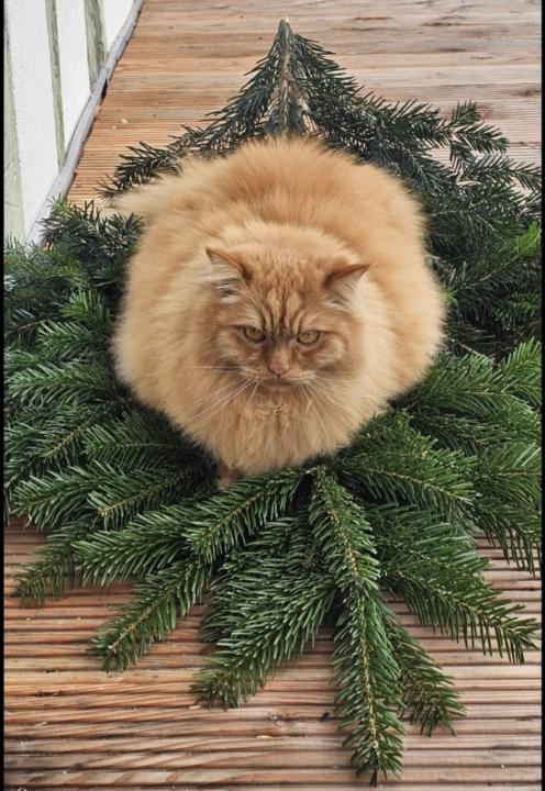 Monika Leschhorn-Becker