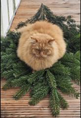 Monika Leschhorn-Becker