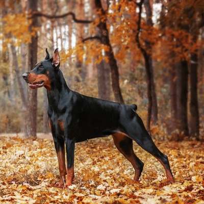 Tadeusz Wiśniowiecki