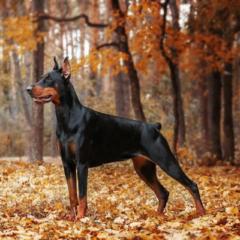 Tadeusz Wiśniowiecki