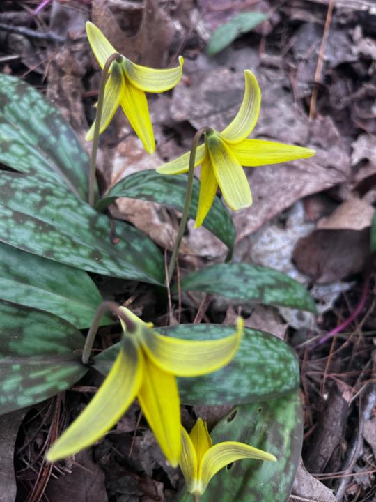 Tripti Thomas-Travers