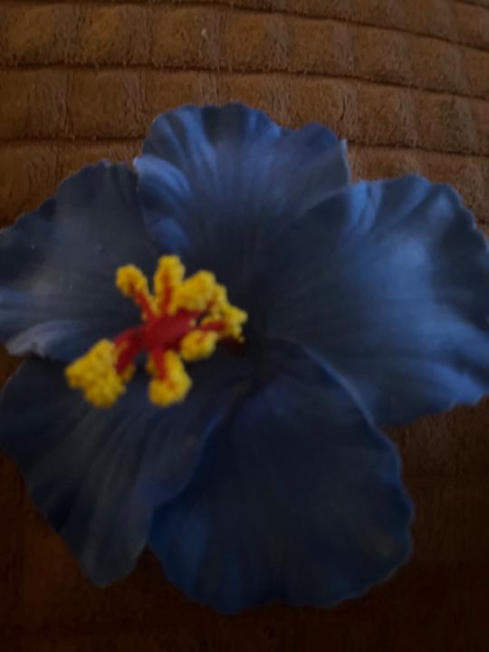 Masei Losalia